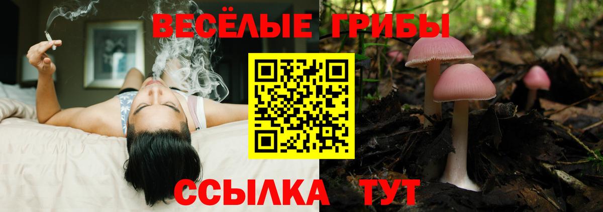 Кировск  Псилоцибиновые грибы MAGIC MUSHROOMS  Вход с VPN 